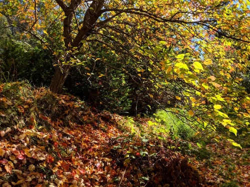 Mountain Blue Guest House image 15