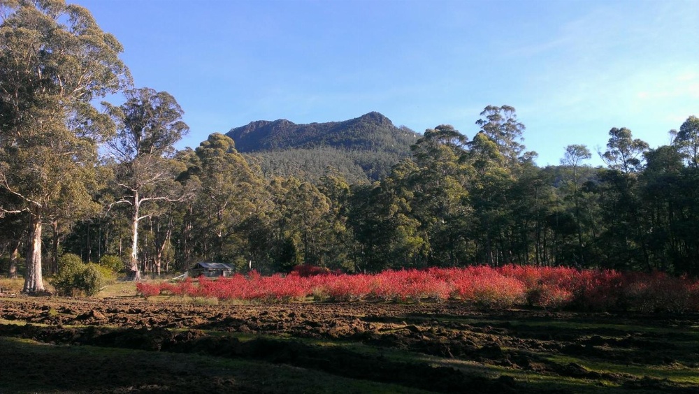 Mountain Blue Guest House Main image