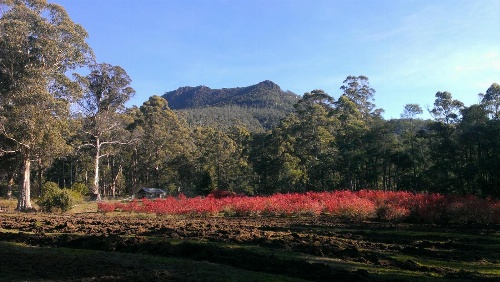 Mountain Blue Guest House image 3