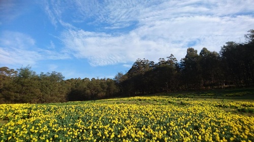 Mountain Blue Guest House image 5